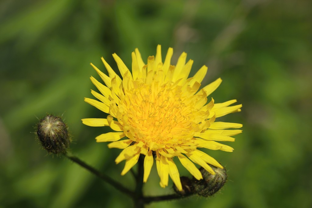 lente zomer herfst winter seizoen seizoenen voorjaar najaar hdr paddenstoelen bladeren mist regen sneeuw tulp tulpen bloesem